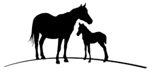 Reproduction Equine De Ségré